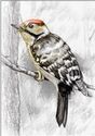 Lesser Spotted Woodpecker (Dryobates minor)