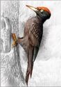 Black Woodpecker /Dryocopus martius/