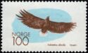 White-tailed or Sea Eagle (Haliaeetus albicilla)