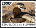 Snouted Cobra (Naja annulifera)