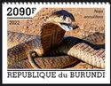 Snouted Cobra (Naja annulifera)