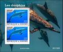 Atlantic Spotted Dolphin (Stenella frontalis)