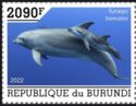 Common Bottlenose Dolphin (Tursiops truncatus)