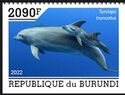 Common Bottlenose Dolphin (Tursiops truncatus)