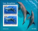 Common Bottlenose Dolphin (Tursiops truncatus)