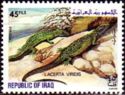 European Green Lizard (Lacerta viridis)