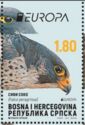 Peregrine Falcon, 2 birds