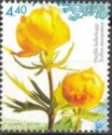Globeflower (Trollius europaeus)