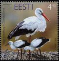 White Stork (Ciconia ciconia)