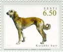 Kazakh Greyhound (Canis lupus familiaris)
