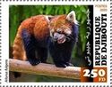 Chinese Red Panda (Ailurus fulgens)