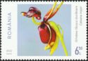 Flying Duck Orchid (Caleana major)