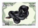 Black Whipsnake (Dolichophis jugularis)