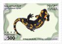 Fire Salamander (Salamandra salamandra)