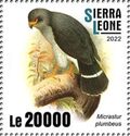 Plumbeous Forest-Falcon (Micrastur plumbeus)