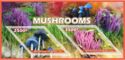 Mushrooms