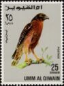 Red-shouldered Hawk (Buteo lineatus)