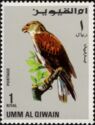 Ferruginous Hawk (Buteo regalis)