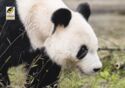 Giant Panda Yuan Yuan