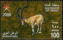 Nubian Ibex (Capra nubiana)