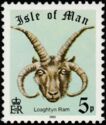 Manx Loaghtyn Ram (Ovis orientalis aries)