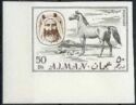 Sheik Rashid and Arabian Horse (Equus ferus caballus)