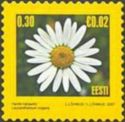 Oxeye Daisy (Leucanthemum vulgare)