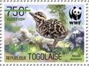 Denham's Bustard (Neotis denhami) - Green Overprint