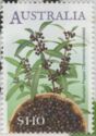 Mountain Pepper (Tasmannia lanceolata)