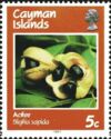 Ackee (Blighia sapida)