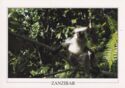 Zanzibar. Red Colobus Monkey, Jozani Forest