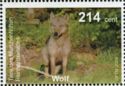 Wolf (Canis lupus)