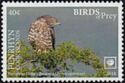 European Honey Buzzard (Pernis apivorus)