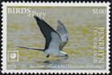 Swallow-tailed Kite (Elanoides forficatus)