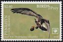 Snail Kite (Rostrhamus sociabilis)