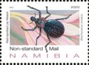 Red-Spotted Lily Weevil (Brachycerus ornatus)