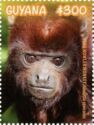 Guianan Red Howler Monkey (Alouatta seniculus)