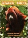 Guianan Red Howler Monkey (Alouatta seniculus)