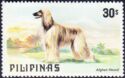 Afghan Hound (Canis lupus familiaris)