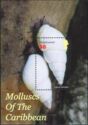 Molluscs of the Caribbean