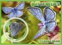 Butterflies
