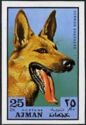German Shepherd (Canis lupus familiaris)