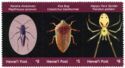 Hawaiian Insects