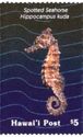 Seahorses