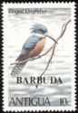 Ringed Kingfisher (Megaceryle torquata) - Overprinted