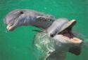 Bottlenose dolphins