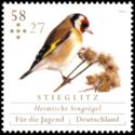 European Goldfinch (Carduelis carduelis)
