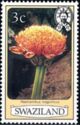 Haemanthus magnificus
