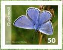 Common Blue Butterfly