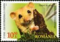 Hazel Dormouse (Muscardinus avellanarius)